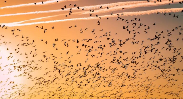 Celo Proposal to Migrate to Ethereum Layer 2 Passes