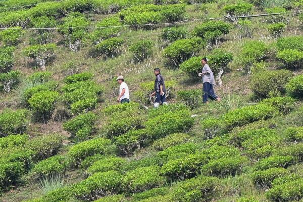 India’s tea prices soar as extreme weather slashes output